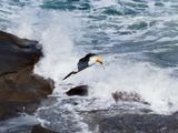 Gannet In Flight 28