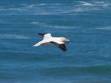 Gannet In Flight 29