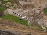 Gannet In Flight 31