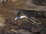 Gannet In Flight 32