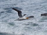 Gannet In Flight 36