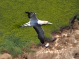Gannet In Flight 37