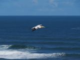 Gannet In Flight 38