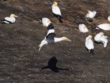 Gannet Landing 7