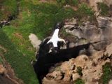 Gannet In Flight 39