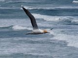 Gannet In Flight 40