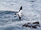 Gannet In Flight 43