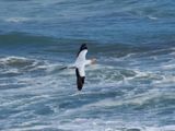 Gannet In Flight 44