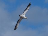 Gannet In Flight 45