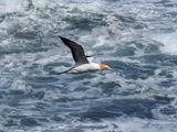 Gannet In Flight 46