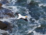 Gannet In Flight 48