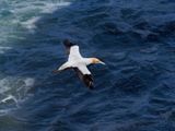 Gannet In Flight 50