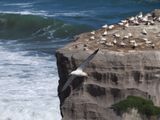 Gannet In Flight 52