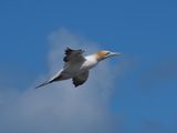 Gannet In Flight 54