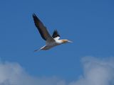 Gannet In Flight 55