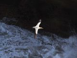 Gannet In Flight 57