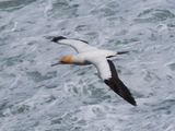 Gannet In Flight 58