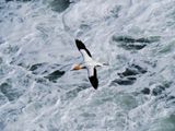 Gannet In Flight 59