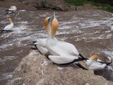 Gannets Courting 1