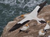 Gannet In Flight 67