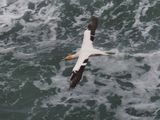 Gannet In Flight 68