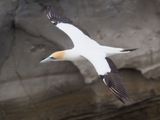 Gannet In Flight 71