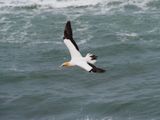 Gannet In Flight 75