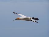 Gannet In Flight 77