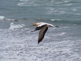 Gannet In Flight 78