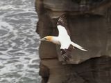 Gannet In Flight 79
