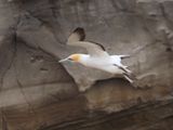 Gannet In Flight 81