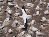 Gannet In Flight 87