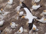 Gannet In Flight 88