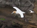 Gannet In Flight 89