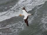 Gannet In Flight 90