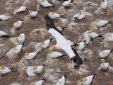 Gannet In Flight 92