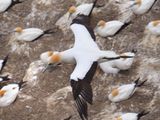Gannet In Flight 94