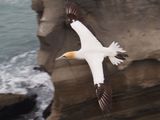 Gannet In Flight 65