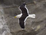 Black-backed Gull