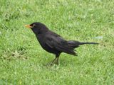 Blackbird 1