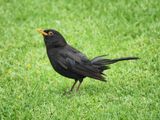 Blackbird 3