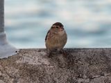 Sparrow