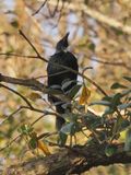 Parson Tui Bird
