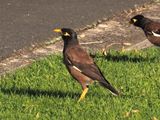 Indian Mynah Birds 2