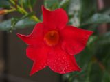 Flower 2