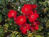 Flower 1
