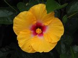 Neighbours Hibiscus