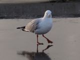 Gull 1