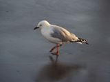 Gull 3