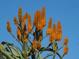 Agave 1